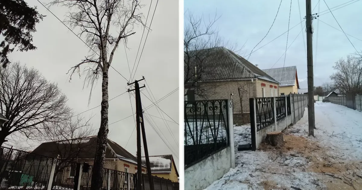 Місцева влада 4 місяці ігнорувала звернення громадян, які вимагали спиляти аварійне дерево. Проблему вирішили після випуску наших матеріалів.